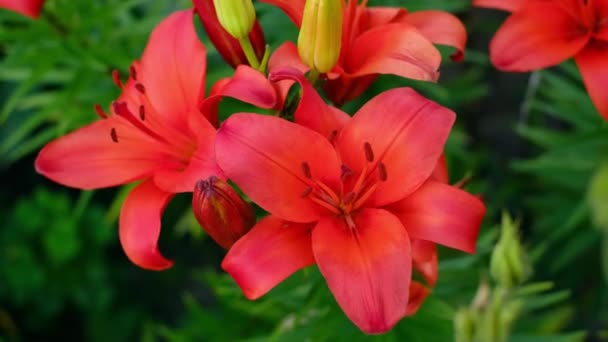 Rode Lelie Bloeit Close Zwaait Wind Bolvormige Bloemen Tuinieren — Stockvideo