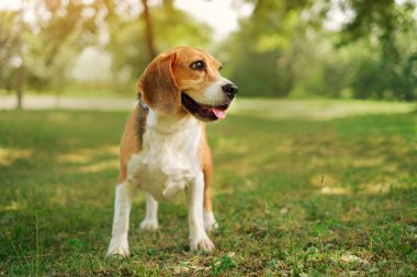 Gün batımına karşı parkta safkan bir av köpeğinin portresi. Yazın yürüyüşe çıkmış düşünceli bir köpek. Dünya Hayvan Günü