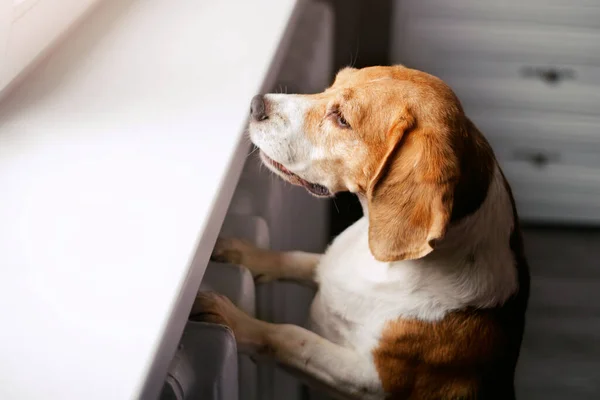 Pies Beagle Czeka Swojego Właściciela Domu Stojącego Łapami Parapecie Wyglądającego — Zdjęcie stockowe