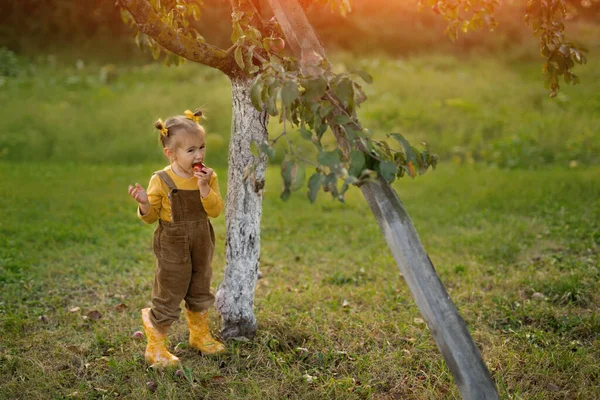 Ein Mädchen Isst Einen Roten Reifen Apfel Unter Einem Apfelbaum — Stockfoto