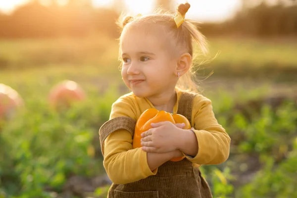 Дівчина Тримає Великий Свіжий Апельсиновий Солодкий Перець Зібраний Овочевому Саду — стокове фото
