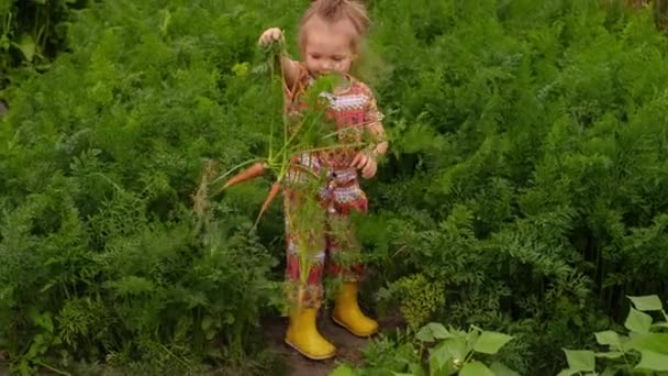 花园里的一个小女孩手里拿着绿叶的新鲜胡萝卜 那孩子正在从花园里撕碎胡萝卜 农场新鲜的非转基因蔬菜 — 图库视频影像