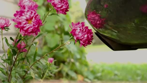 Effekten Rök Från Avgasröret Modern Bil Blommor Begreppet Miljöskydd Och — Stockvideo