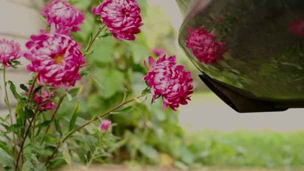 Rook Uit Uitlaatpijp Van Een Moderne Auto Gericht Bloemen Het — Stockvideo