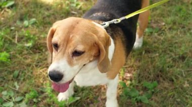 Bir yaz günü parkta tasmalı safkan bir av köpeği tasması.. 