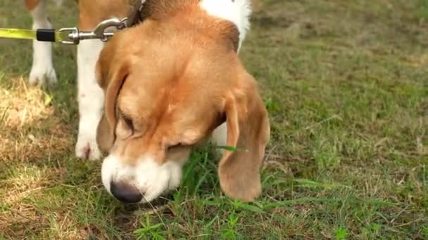 Ein Jagdhund Der Rasse Beagle Schnüffelt Und Frisst Junges Grünes — Stockvideo