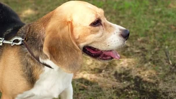 阳光明媚的一天 一只纯种的小猎犬牵着皮带和它的主人在公园里散步 在近照的阳光下狗的嘴 — 图库视频影像