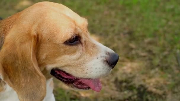 Czysty Beagle Pies Pysk Zbliżenie Słońcu Codzienne Spacery Psem Świeżym — Wideo stockowe