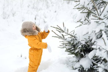 Örgü yün şapkalı ve sarı tulumlu bir çocuk soğuk bir kış gününde ladin dallarından kar sallar. Eğlence yılbaşı ve yeni yıl için bir Noel ağacı seçin