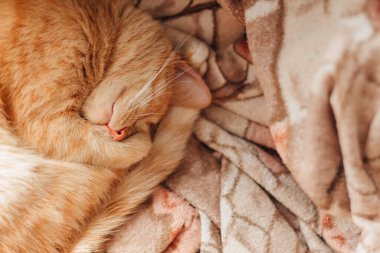 Kızıl kedi topun içine kıvrılmış ve kahverengi bir battaniyenin üzerinde uyuyor.