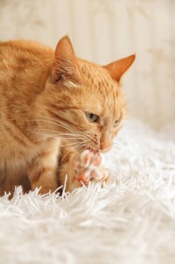 Kızıl kedi arka patisini beyaz bir battaniyede yalıyor.