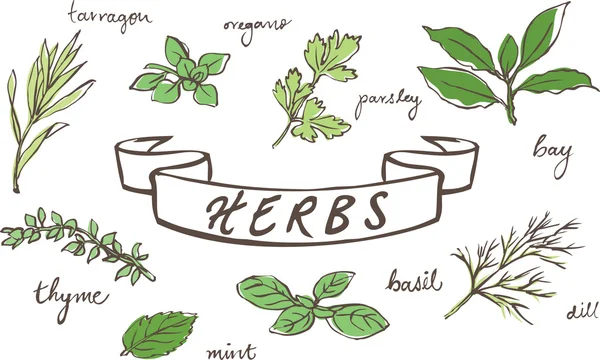Fresh herbs pattern — Stock Vector