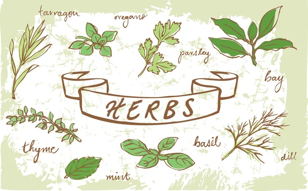 Assorted fresh herbs — Stock Vector