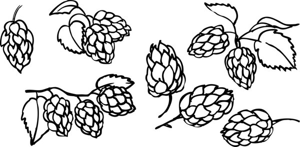 Декоративный чёрный хмель
