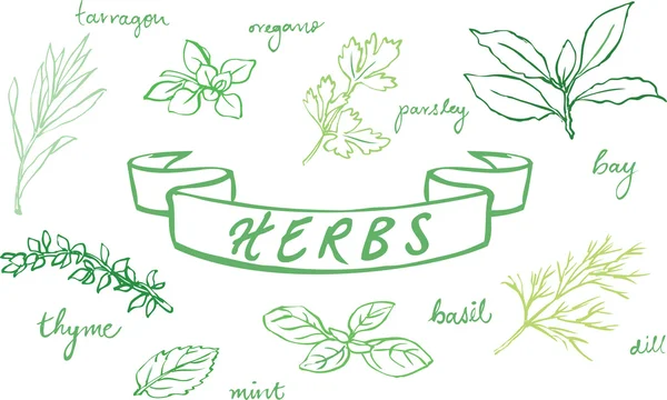 Assorted fresh herbs — Stock Vector