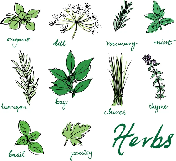 Fresh herbs pattern Royalty Free Stock Illustrations