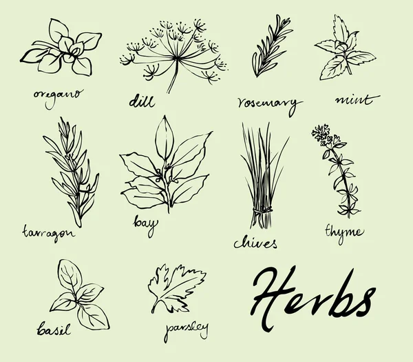 Motif d'herbes fraîches Vecteurs De Stock Libres De Droits