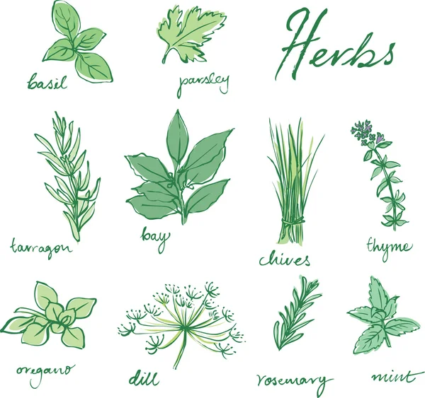 Fresh herbs pattern Royalty Free Stock Vectors