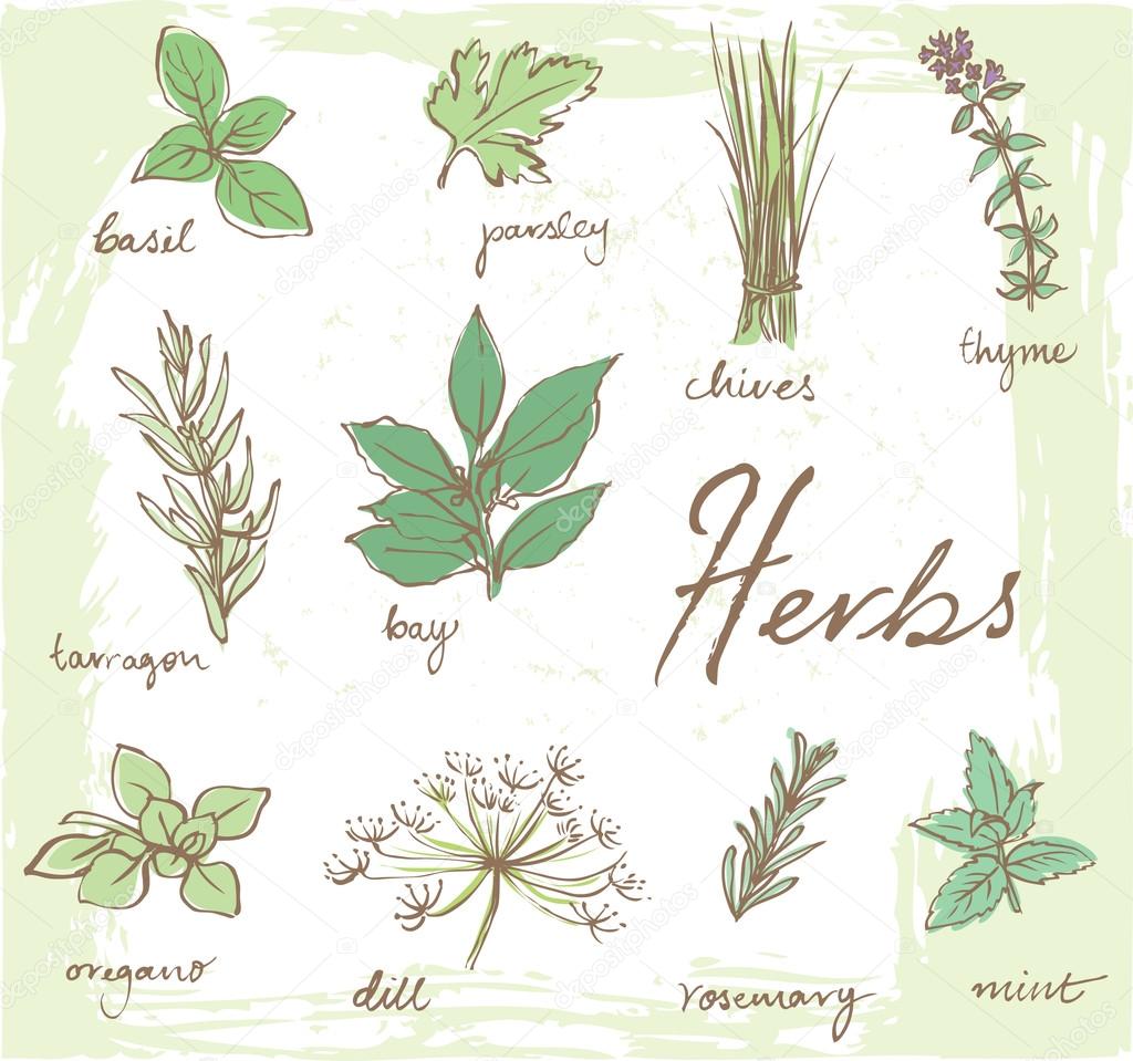 Fresh herbs pattern
