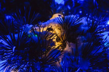 Karla kaplı bir çam ağacı dalı ve yakın plan sarı ve mavi Noel ışıklarıyla süslenmiş. Güzel Noel arkaplanı.