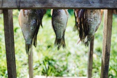 İpte kurutulmuş balık, yakın plan. Tuzlu balıklar evde kuru havadadır..