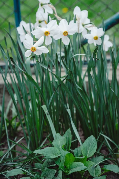 Narcissus şiirsel çiçeğine (Narcissus Poeticus) yakın çekim. Bahar bahçesinde beyaz narcissus (Narcissus poeticus). Sülün gözü, Bulucu 'nun çiçeği veya Pinster' ın zambağı - Narcissus şiiri - ilkbaharda. 