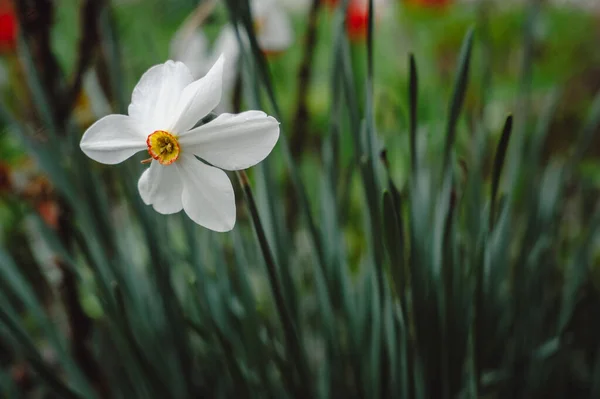 水仙诗花 Narcissus Poetry Ticus 的特写 春天花园里的白水仙 Narcissus Poeticus 麻鸡的眼睛 发现者的花或品脱的百合花 免版税图库图片