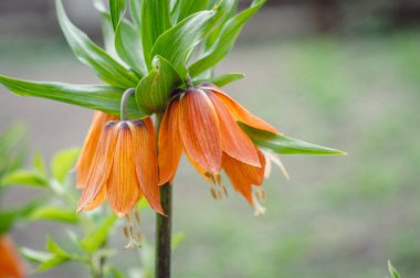Güzel Portakal Zambağı (Lilium bulbiferum) ayrıca Ateş Zambağı olarak da bilinir. Yaz bahçesinde güzel turuncu zambaklar, yaz güneşli bir gün. Dikey fotoğraf.
