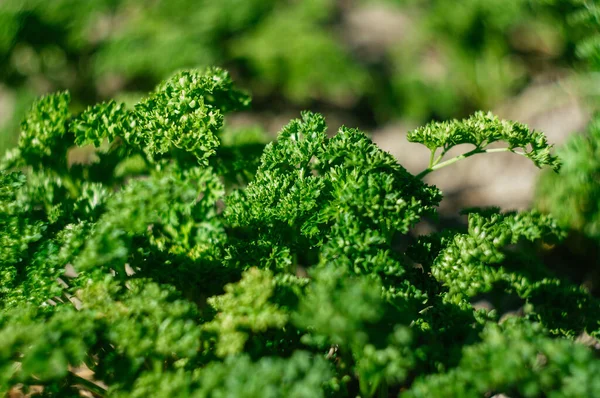 Green Background Parsley Leaves Top View Selective Focus Parsley Grows — Stock Photo, Image