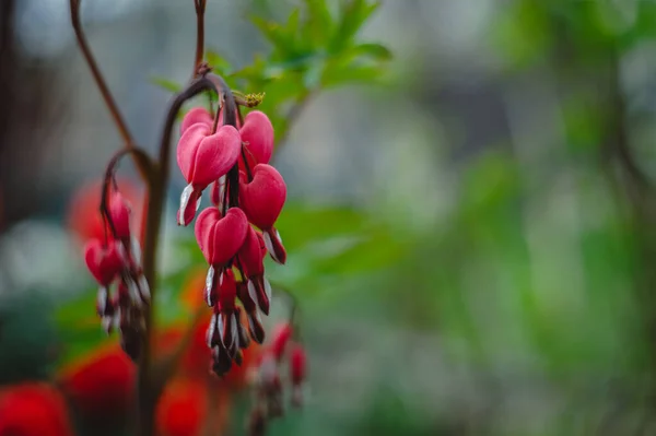 Bleeding Heart flower (Dicentra spectabilis). Bleeding heart or Dicentra spectabilis foliage and blossom early in the spring morning freshness. Beautiful red buds.