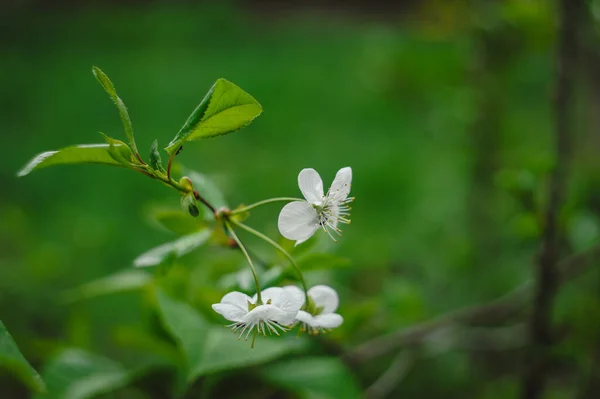 Closeup White Cherry Blossom Green Blurred Background Cherry Tree Flowers — Stock Photo, Image