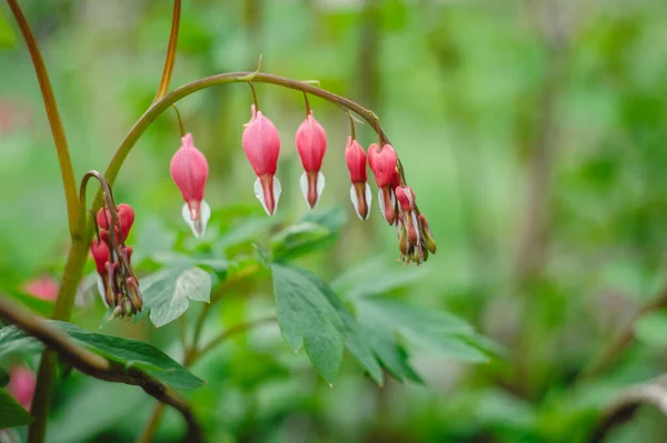 Bleeding Heart flower (Dicentra spectabilis). Bleeding heart or Dicentra spectabilis foliage and blossom early in the spring morning freshness. Beautiful red buds.