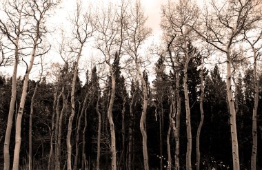 Bir korkunç korkunç orman Aspen ağaçlar sonbahar Güz