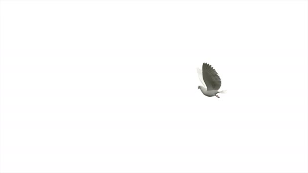 白色的鸽子在白色的背景上与阿尔法马特飞行 在白色背景上飞行的鸟类3D渲染组 — 图库视频影像
