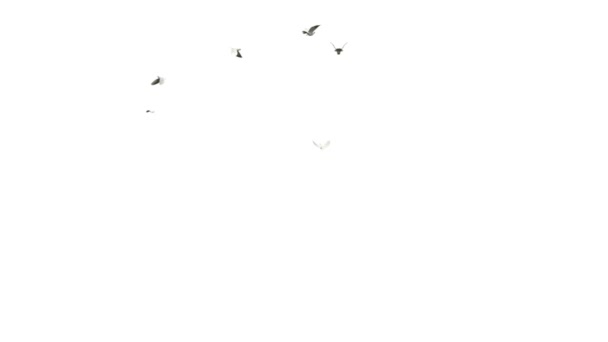 Белые Голуби Летят Белом Фоне Альфа Матом Группа Рендеринга Птиц — стоковое видео