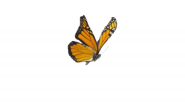 Monarch Butterfly Detalle Primer Plano Bucle Volador Con Muchos Ángulos — Vídeo de stock