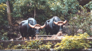 Ormanda ot yiyen iki siyah bizon. Koca Kara Boğalar kameraya bakıyor. Hayvan vahşi yaşam konsepti