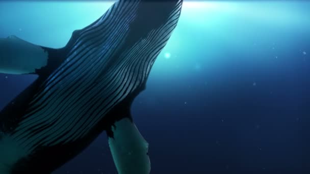 大きなザトウクジラの上からの眺めは 水面下で日光で泳いでいます 深い青色の海の発見 水の世界の下で素晴らしい生活 魚の概念を持つシーン アルファチャンネル付き3Dレンダリング — ストック動画