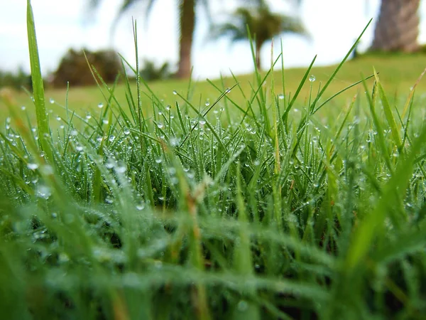 Dew drops on the grass in the morning.  Close up of a green grass with dew drops on. Macro shot of green lush nature environment Background.