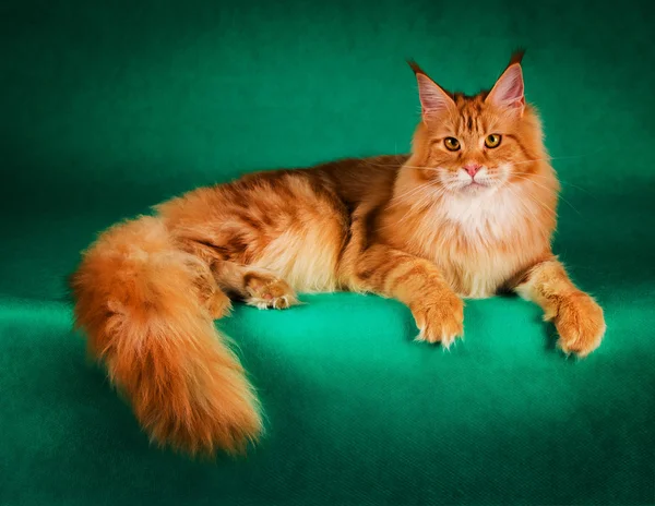 Porträt der roten Maine Coon Katze auf grünem Hintergrund — Stockfoto