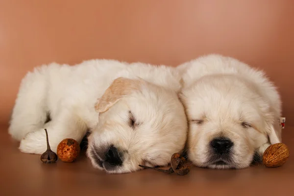 Couple of adorable sleeping puppies — Stock Photo, Image