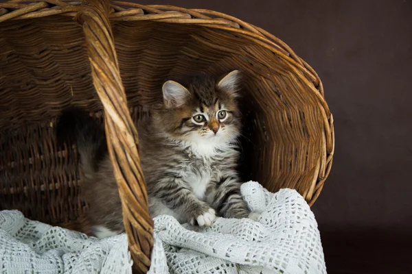 Ładny syberyjski puszysty kotek w koszu na brązowym tle. portret — Zdjęcie stockowe