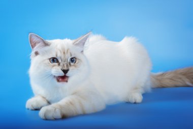 Angry neva masquerade cat on blue background clipart