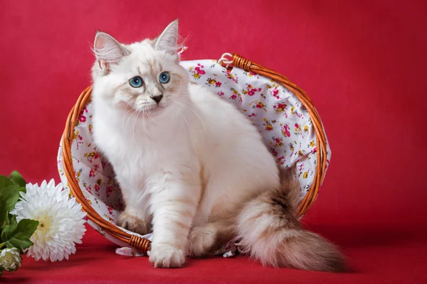 Нева маскарад котенка на красном фоне — стоковое фото