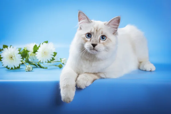 Neva Maskerade Kätzchen auf blauem Hintergrund — Stockfoto