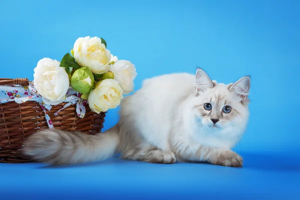 Neva masquerade kattunge på blå bakgrund — Stockfoto