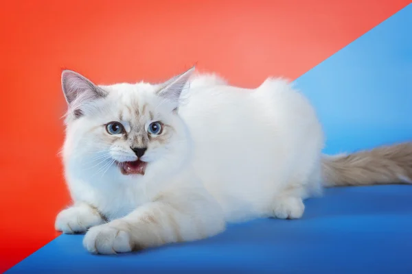 Kızgın neva maskeli balo kedi mavi zemin üzerine — Stok fotoğraf