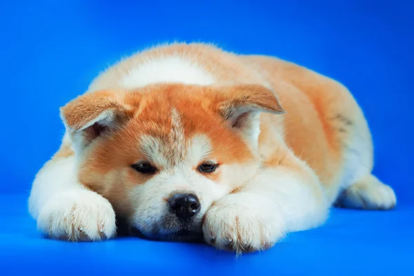 Schattig Japanse Akita Inu hond portret — Stockfoto