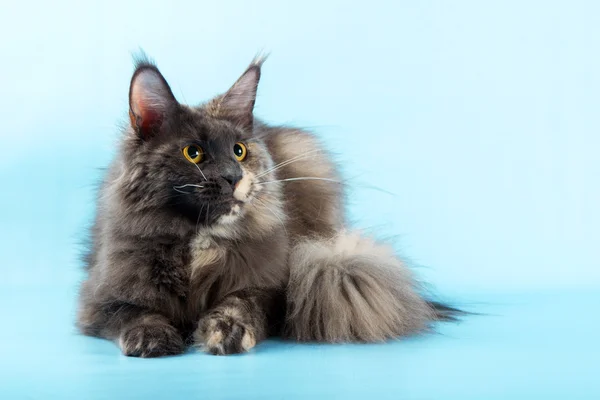 Porträt der Maine Coon Katze auf blauem Hintergrund — Stockfoto