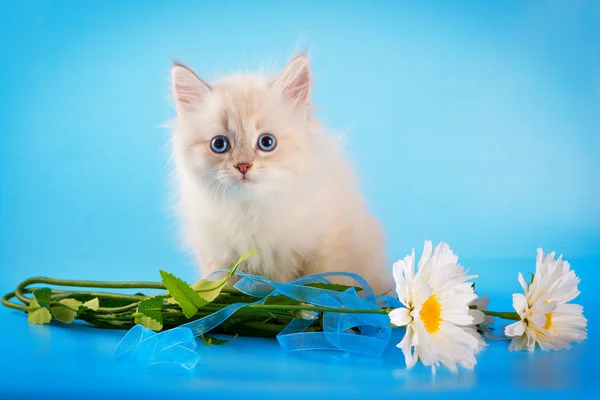 Нева маскарад кошеня на синьому фоні — стокове фото